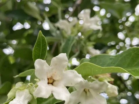 Араужия