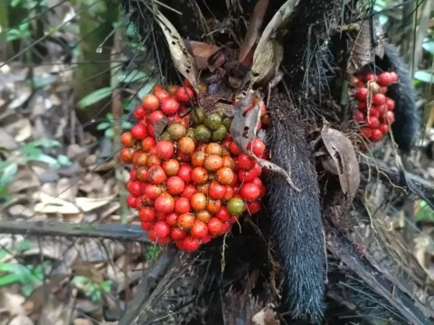 Bactris
