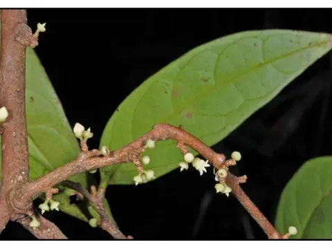 Anacolosa