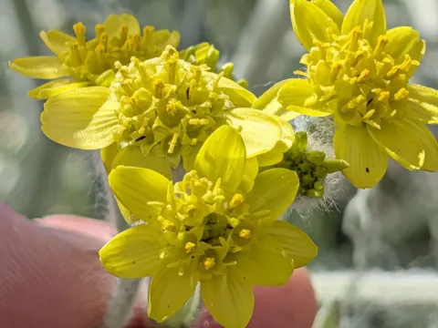 Baileya