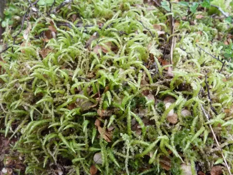 Acrocladium