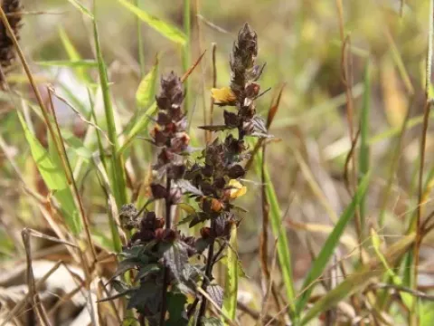 Alectra senegalensis