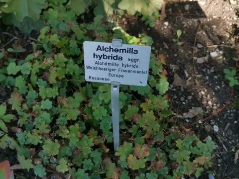 Alchemilla hybrida