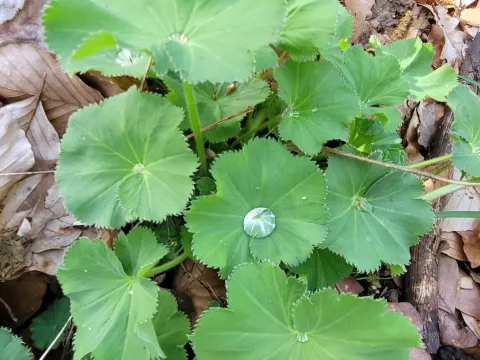 Lady's-mantle