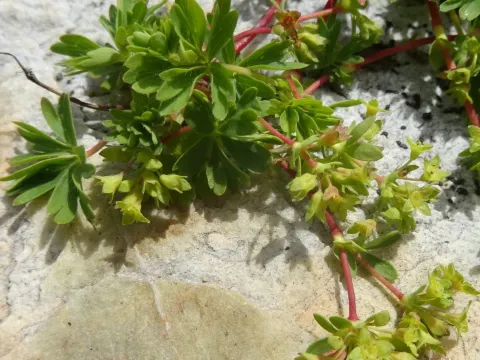 Alchemilla pentaphylla