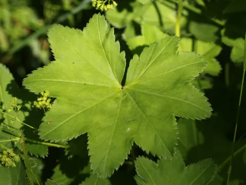 Alchemilla subcrenata