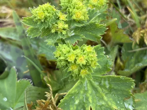 Alchemilla xanthochlora