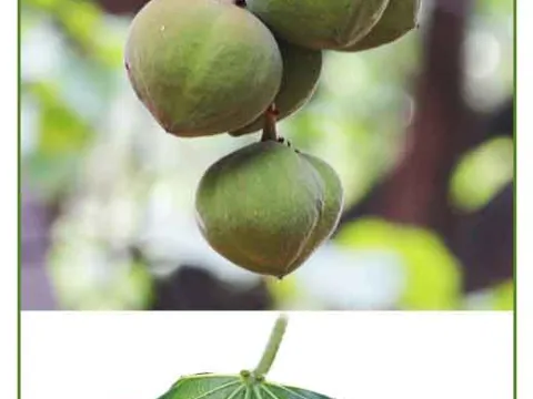 Aleurites trisperma
