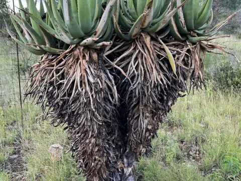 Aloe castanea