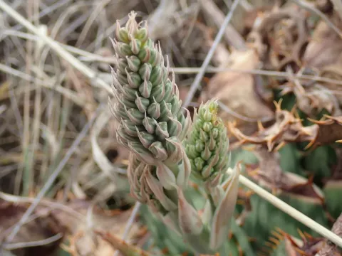 Aloe davyana