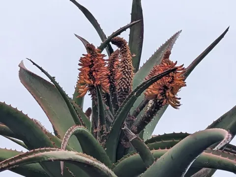 Aloe ferox
