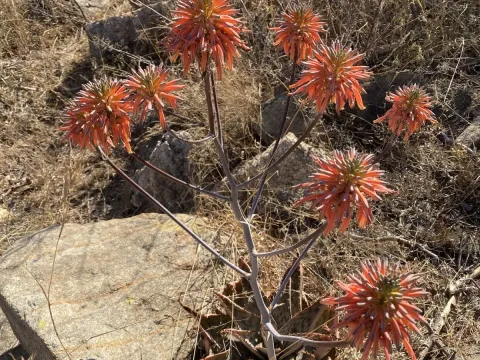 Aloe greatheadii