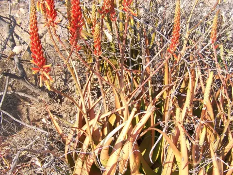 Aloe lutescens