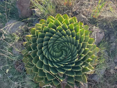 Spiral aloe