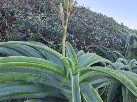 Aloe thraskii