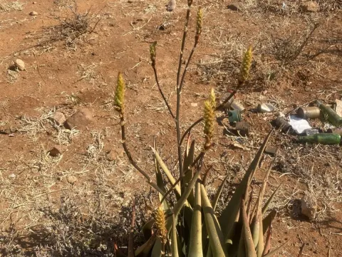 Aloe wickensii