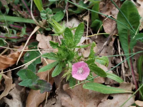 Rough mallow
