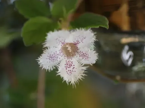 Alsobia