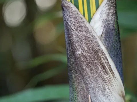 Бамбук