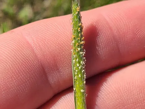 Carolina foxtail