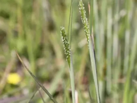 Japanese foxtail