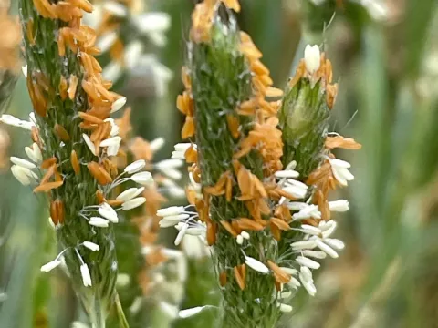 Pacific foxtail