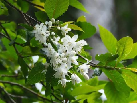 Alniphyllum