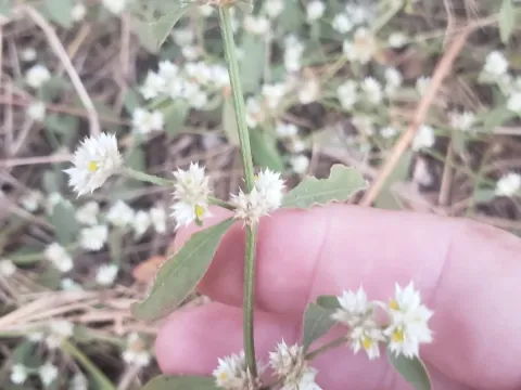 Alternanthera amabilis