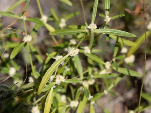 Alternanthera angustifolia