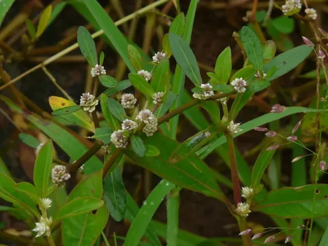 Yellow-grey alternanthera