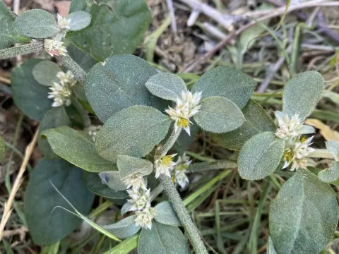 Shrubby alternanthera