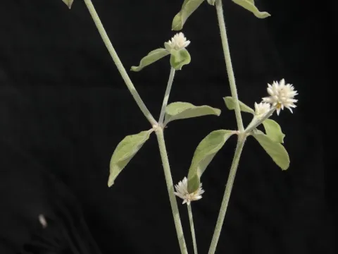Alternanthera pubiflora