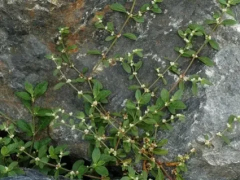 Alternanthera tenella