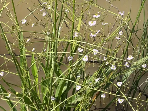 Narrow-leaved water plantain