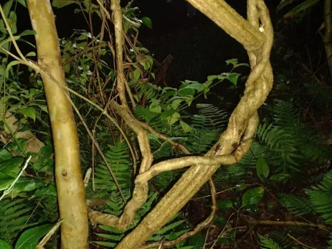 Banisteriopsis