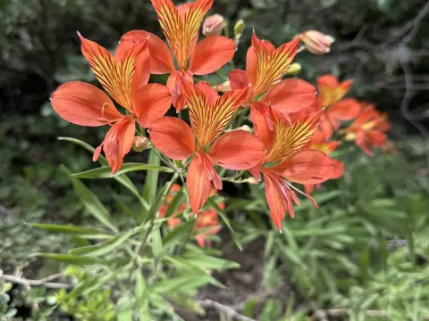 Alstroemeria ligtu