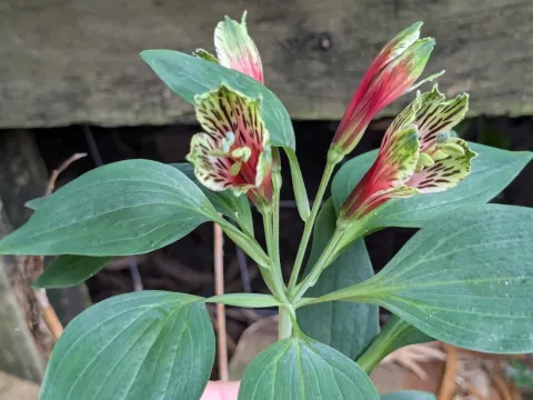 Parrot lily