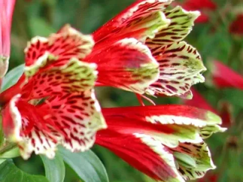 Alstroemeria pulchella