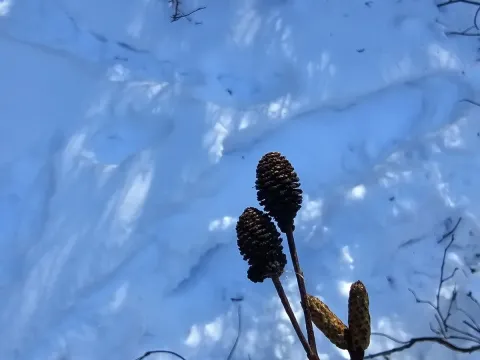 Ольховник кустарниковый