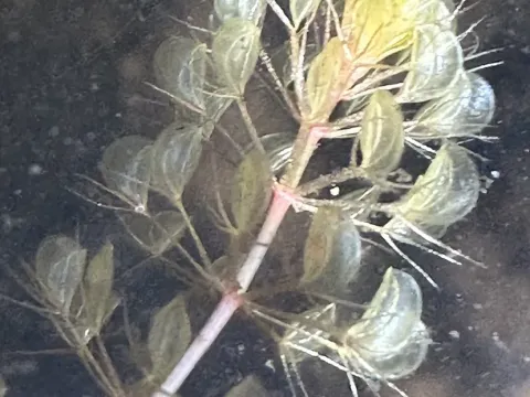 Waterwheel plant