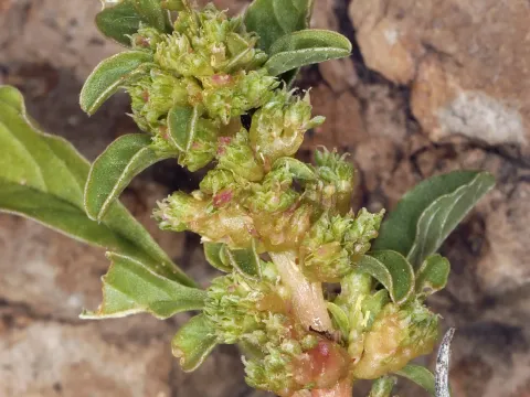 Amaranthus crassipes