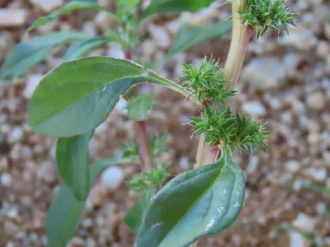 Dinter's Amaranth