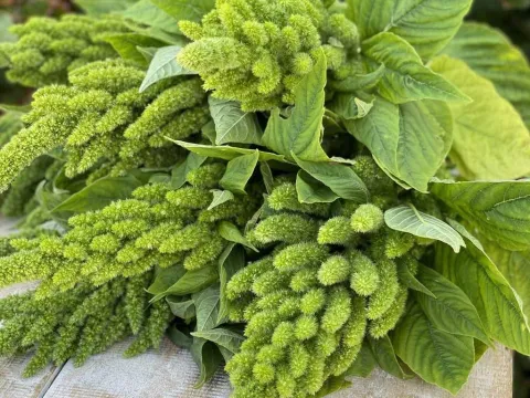 Amaranthus haughtii