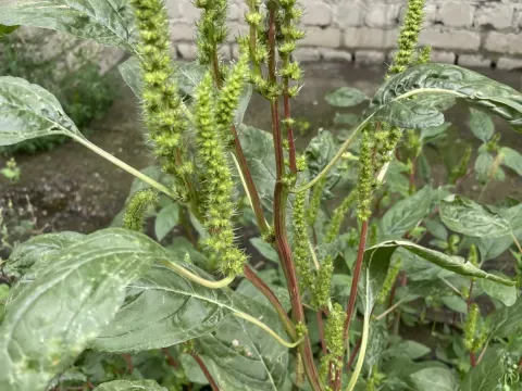 Щирица Пауэлла