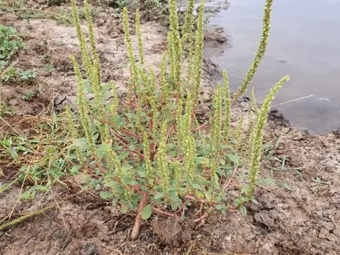 Amaranthus praetermissus