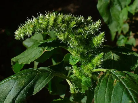 Amaranthus quitensis
