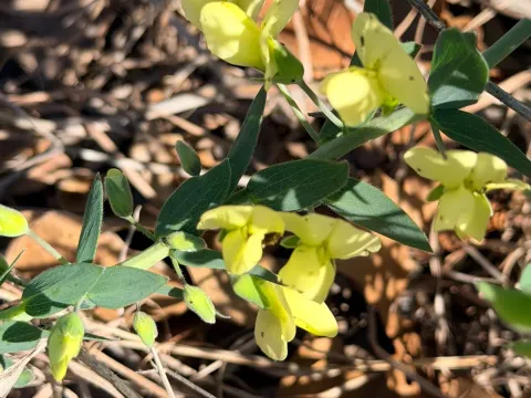 Baptisia