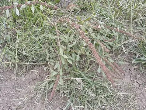 Amaranthus tamariscinus