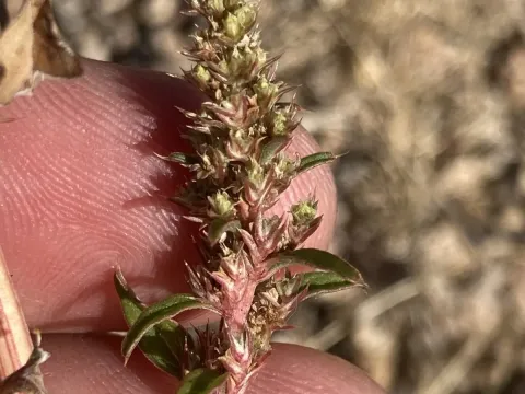 Torrey's amaranth