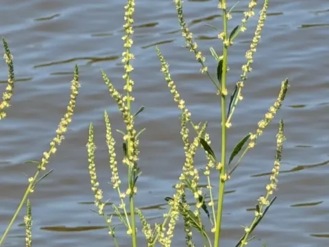 Waterhemp